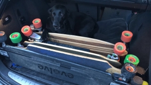 cola guarding boards