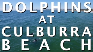 92 - Culburra Beach Dolphins + Evolve Bamboo GT Electric Skateboard Is Not Fun + JOBY Giveaway