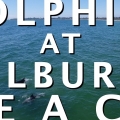 92 - Culburra Beach Dolphins + Evolve Bamboo GT Electric Skateboard Is Not Fun + JOBY Giveaway